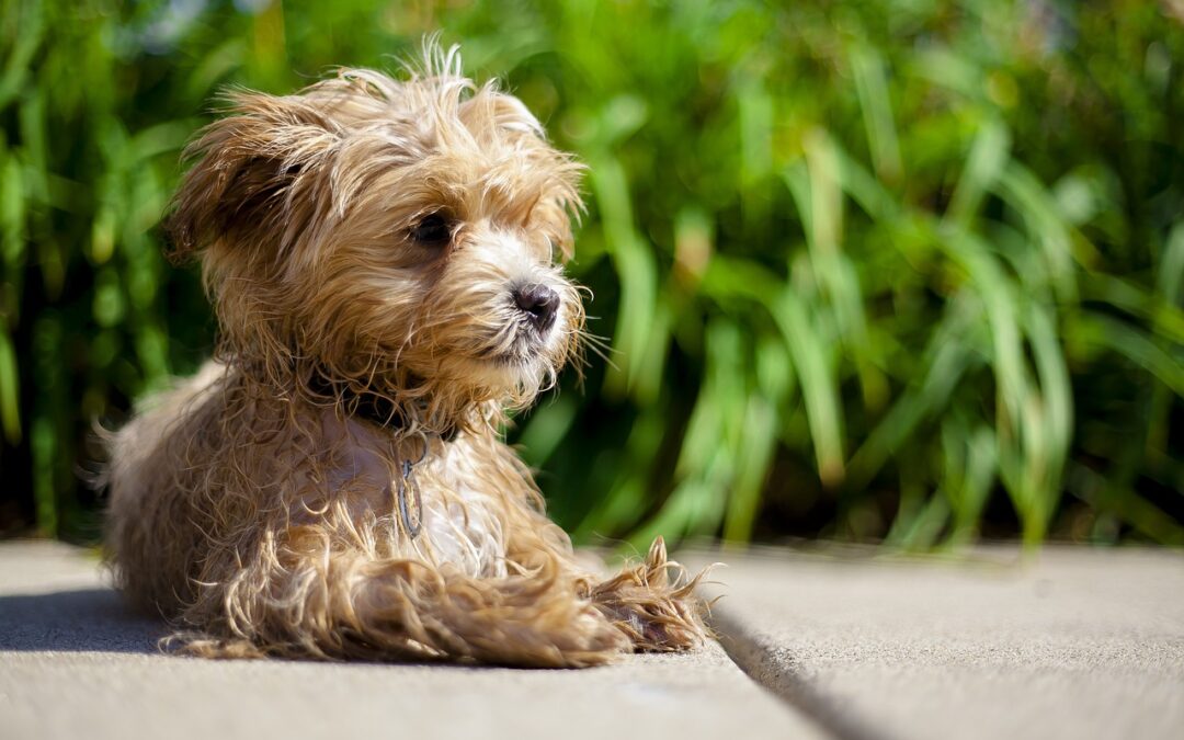 How Big Does a Maltipoo Get