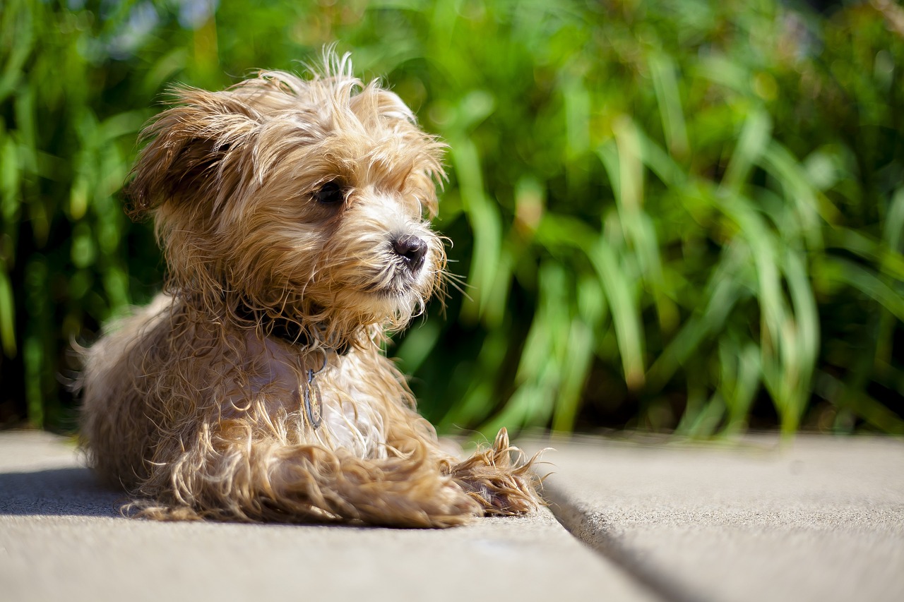 maltipoo, shake, relax