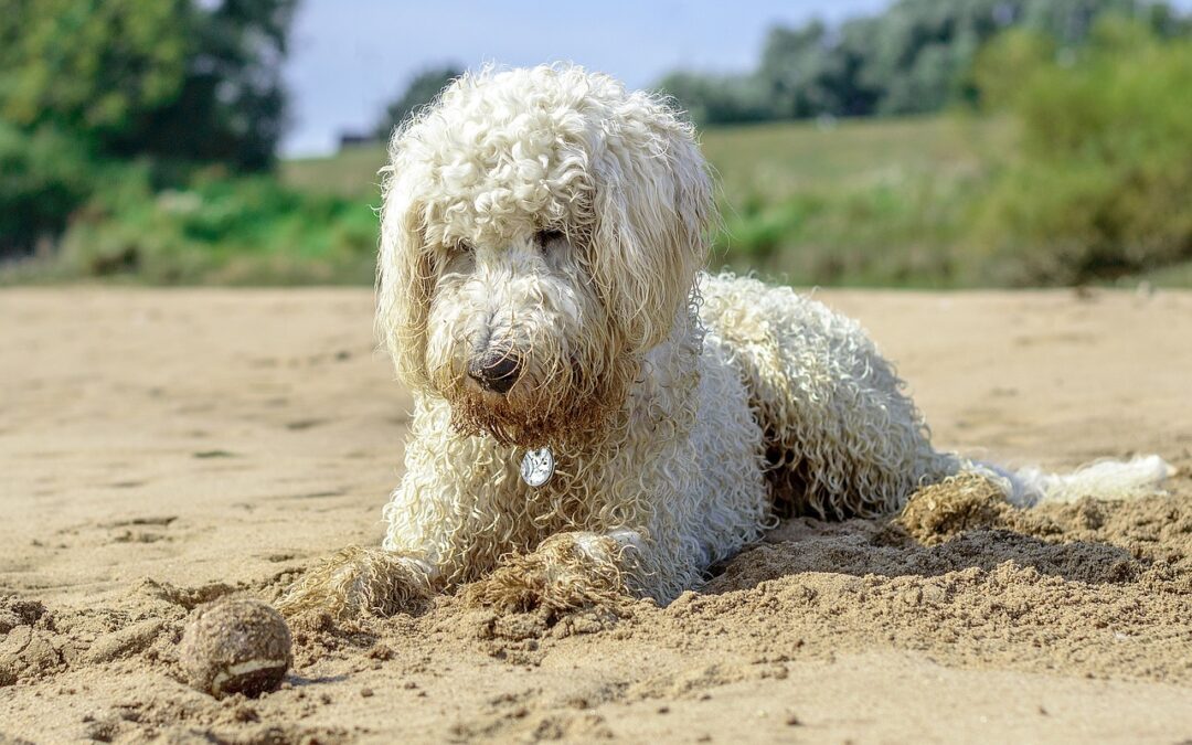 Why Is My Golden Doodle Shedding