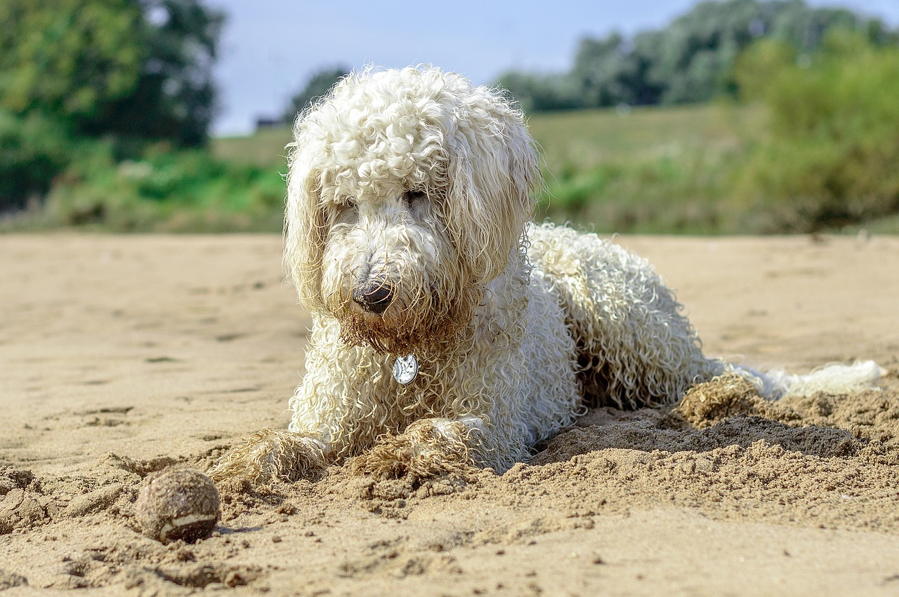 golden doodle, beach, ball