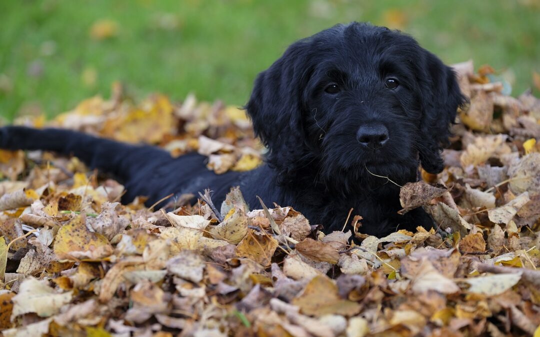 How Big Do Mini Labradoodles Get