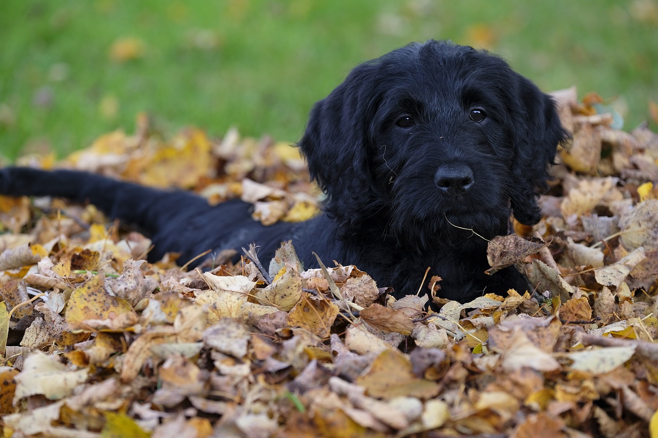 How Big Do Mini Labradoodles Get