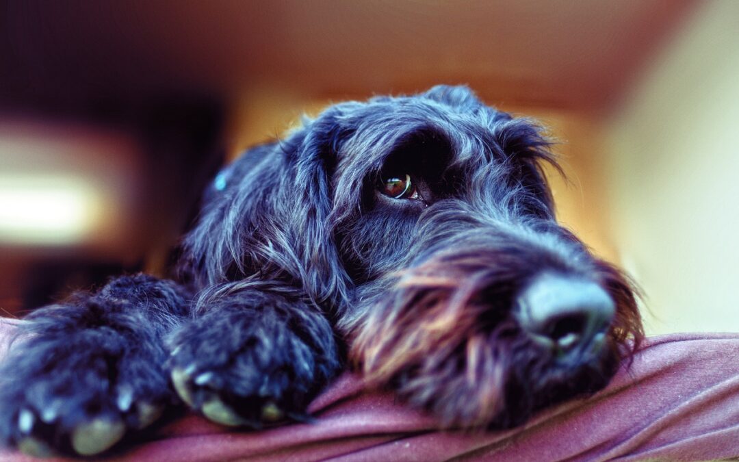 How Much Do Labradoodles Weigh?