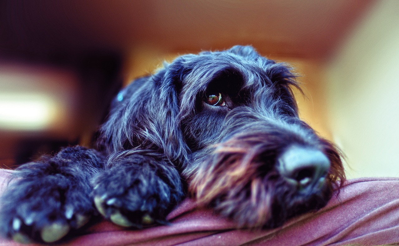 How Much Do Labradoodles Weigh