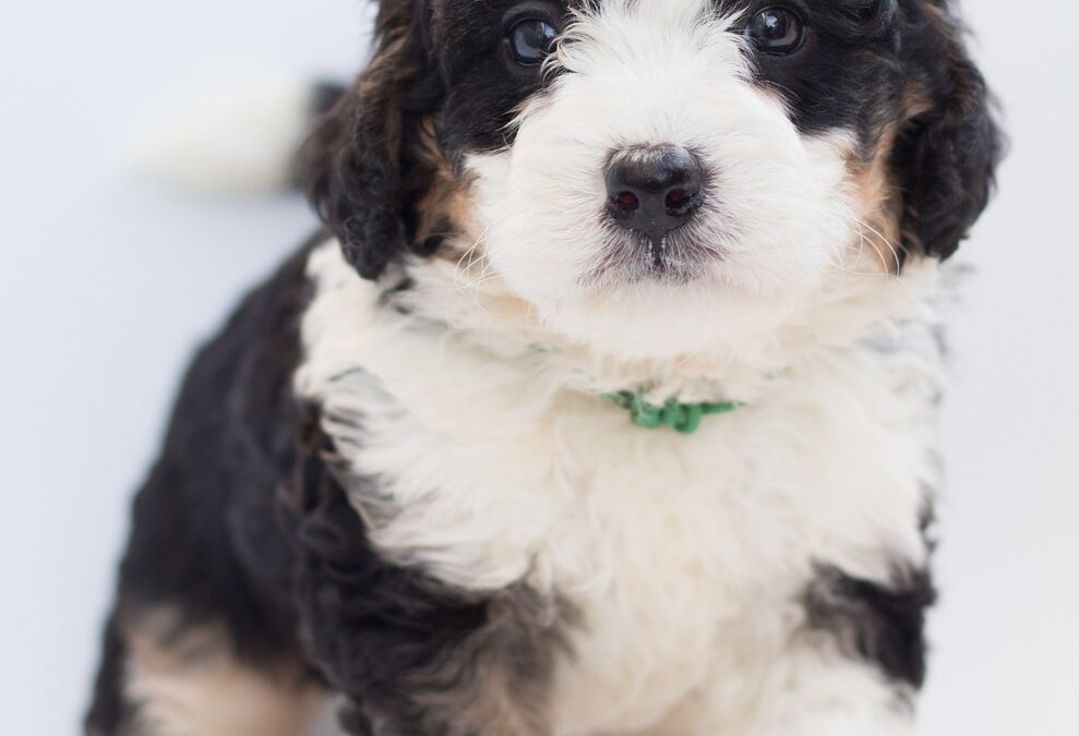 When do Bernedoodles Stop Growing