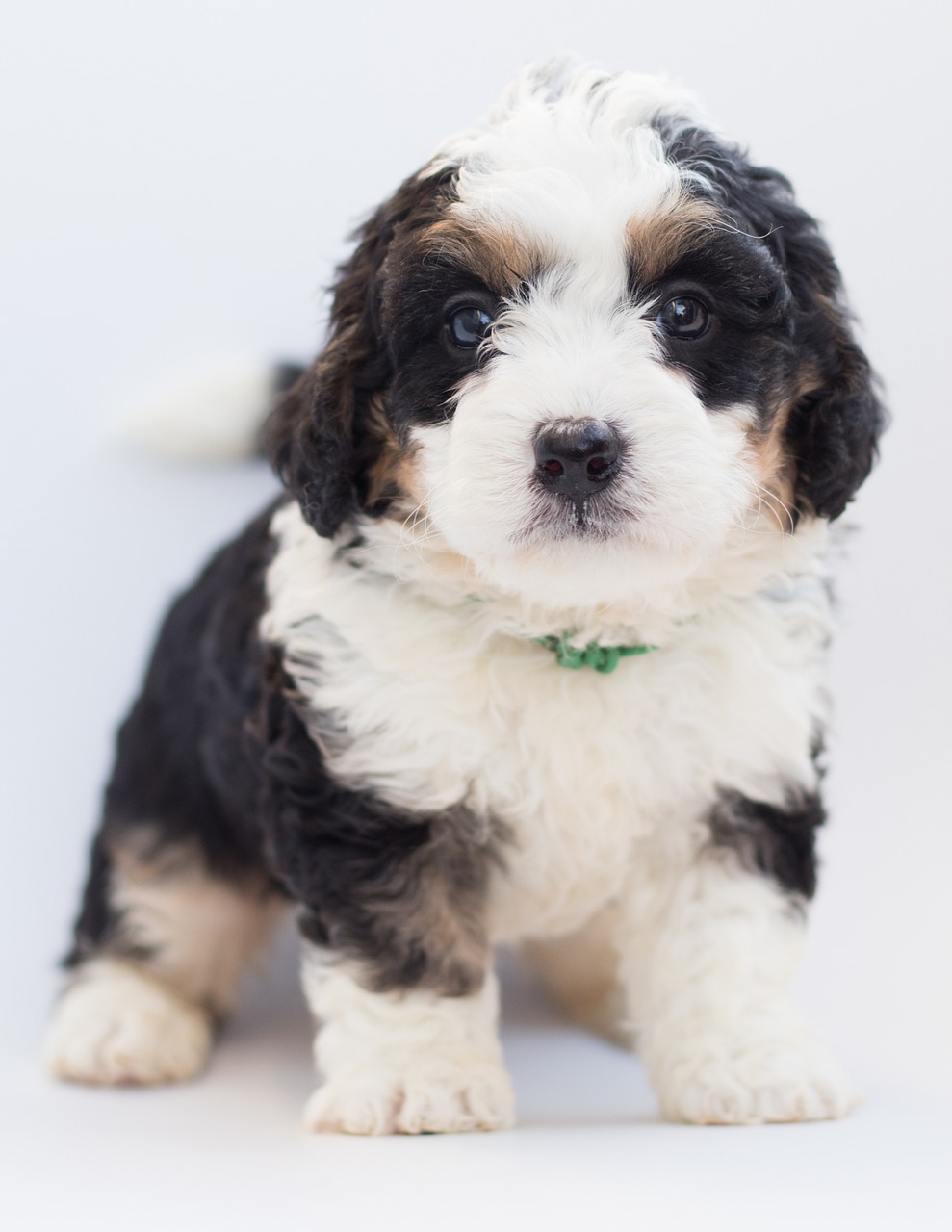 When do Bernedoodles Stop Growing