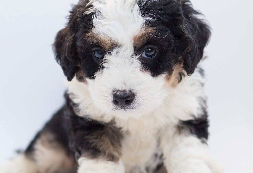 How Big do Bernedoodles Get