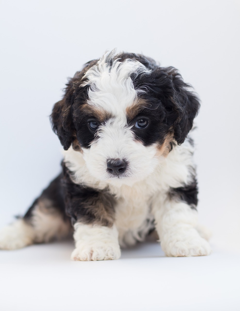 bernedoodle, dog, puppy