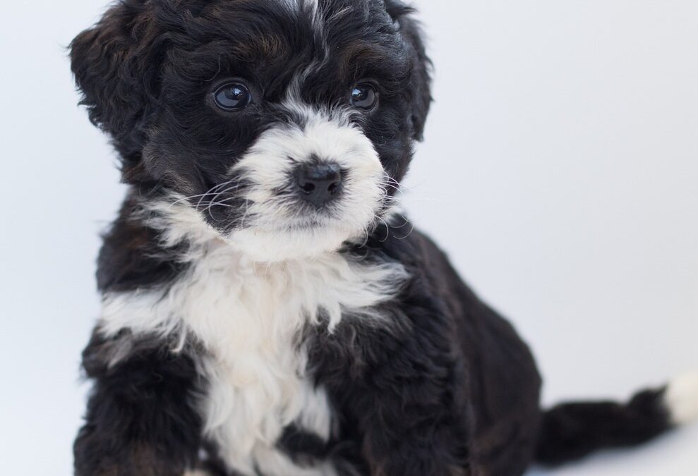 How Much Are Bernedoodles