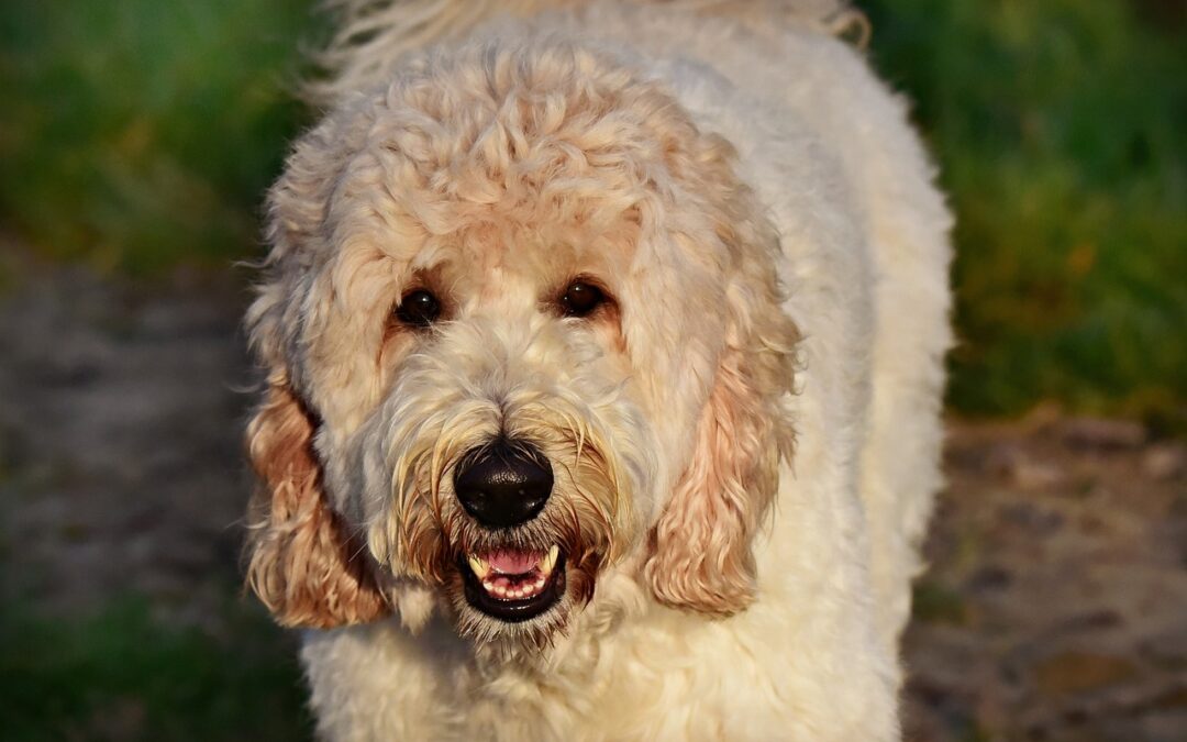 How Much Are Labradoodles