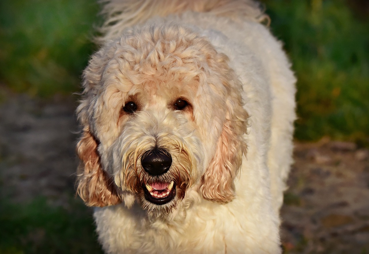 How Much Are Labradoodles