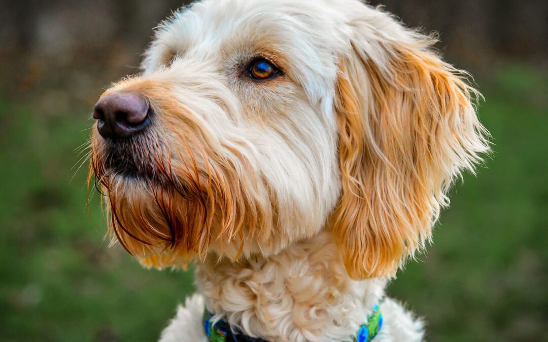 How Much Does a Golden Doodle Puppy Cost