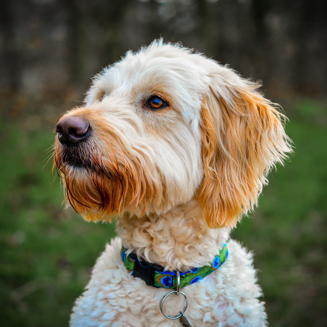 How Much Does a Golden Doodle Puppy Cost