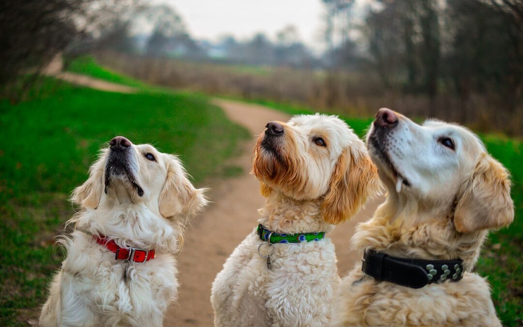 How To Brush a Golden Doodle