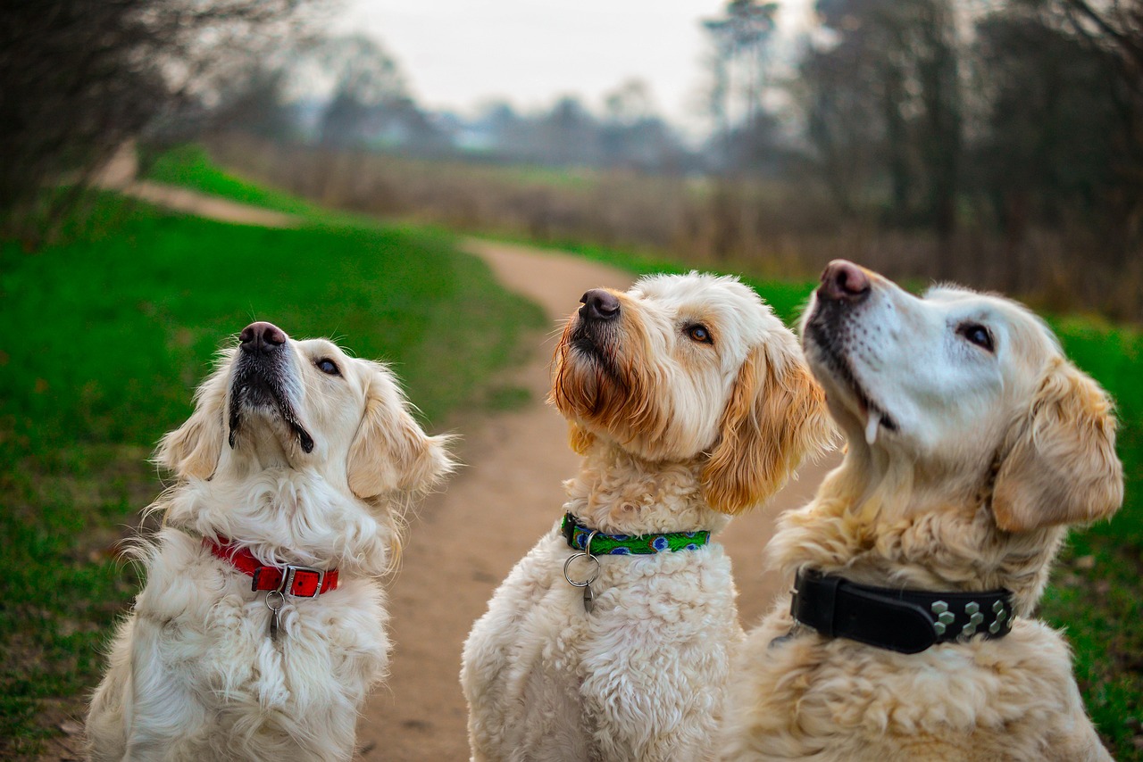 How To Brush a Golden Doodle