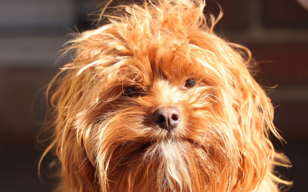 How to groom a Cavapoo