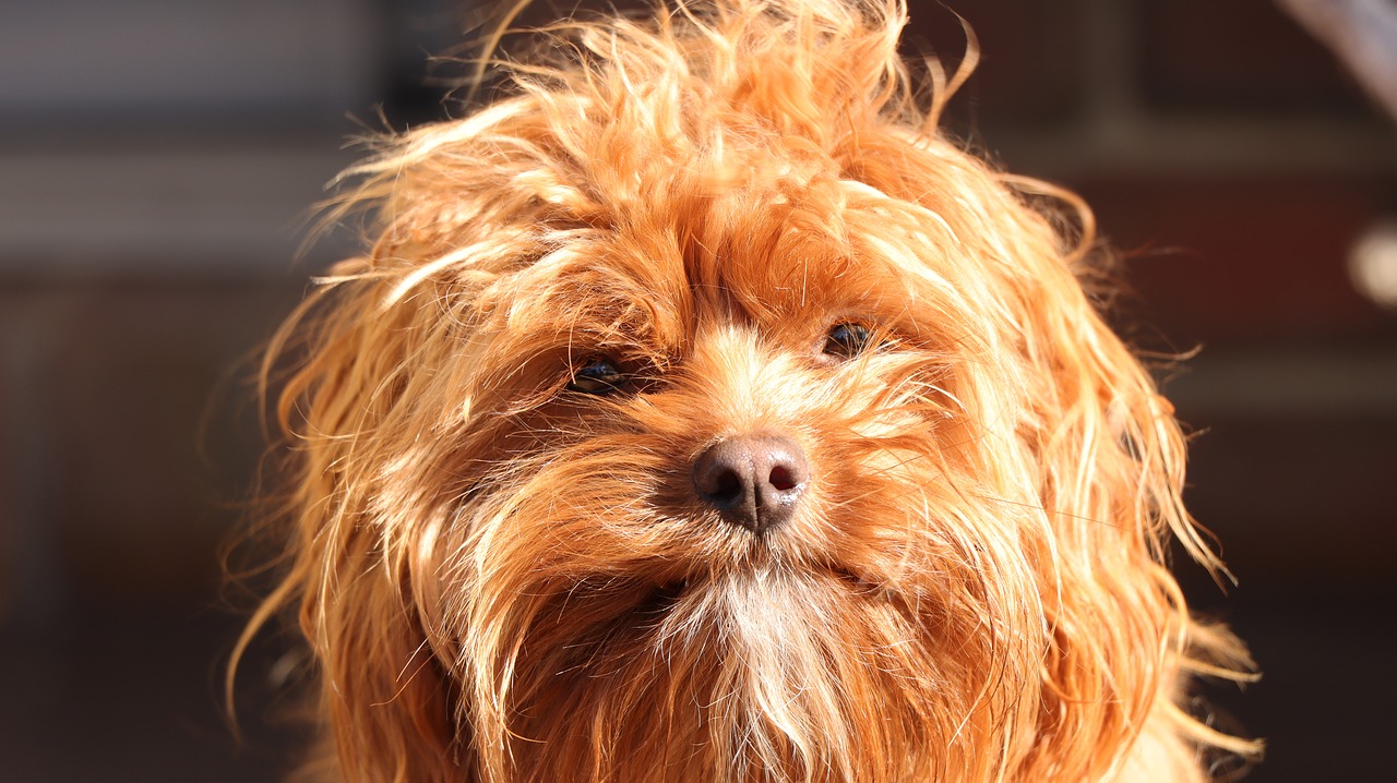 dog, pet, cavapoo