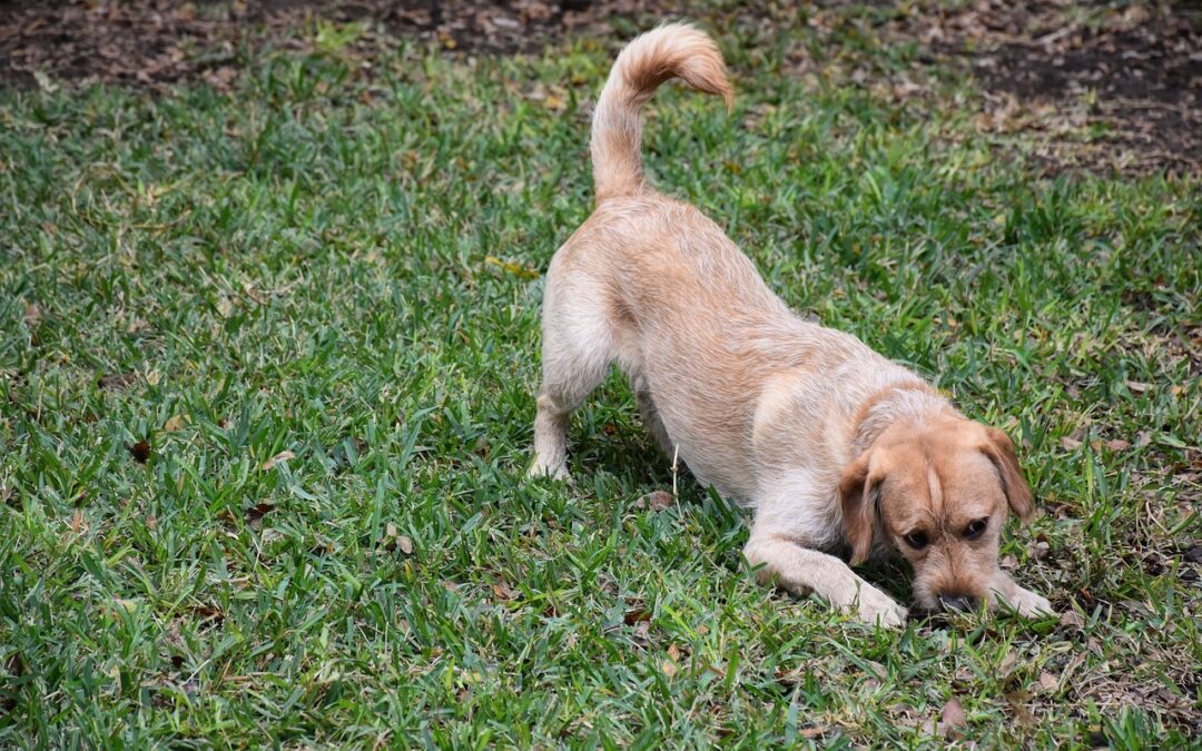 What Are F1 Labradoodles: Things to Know