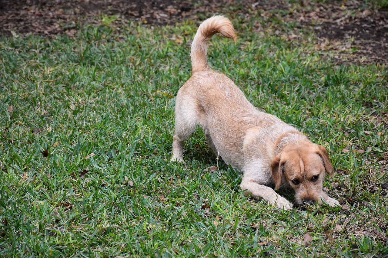 What Are F1 Labradoodles