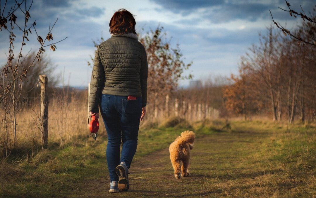 How Big is a Cavapoo