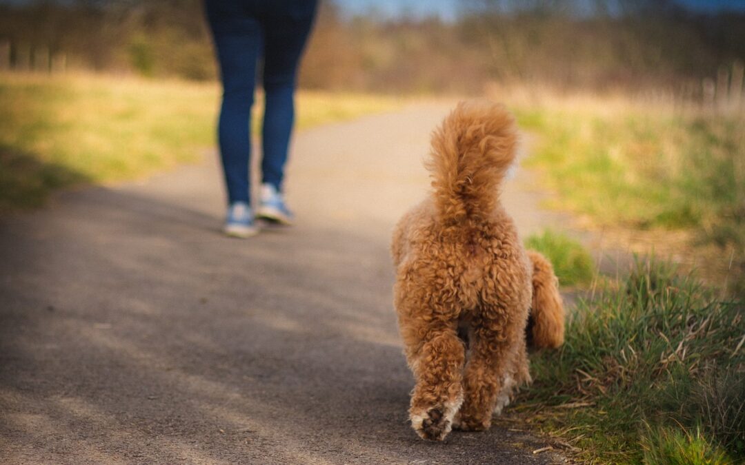 F1b Cavapoo – How does it differ to an F1?