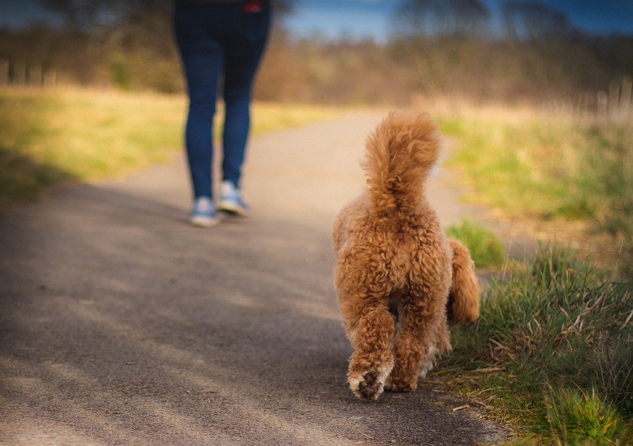 dog, cavapoo, walk