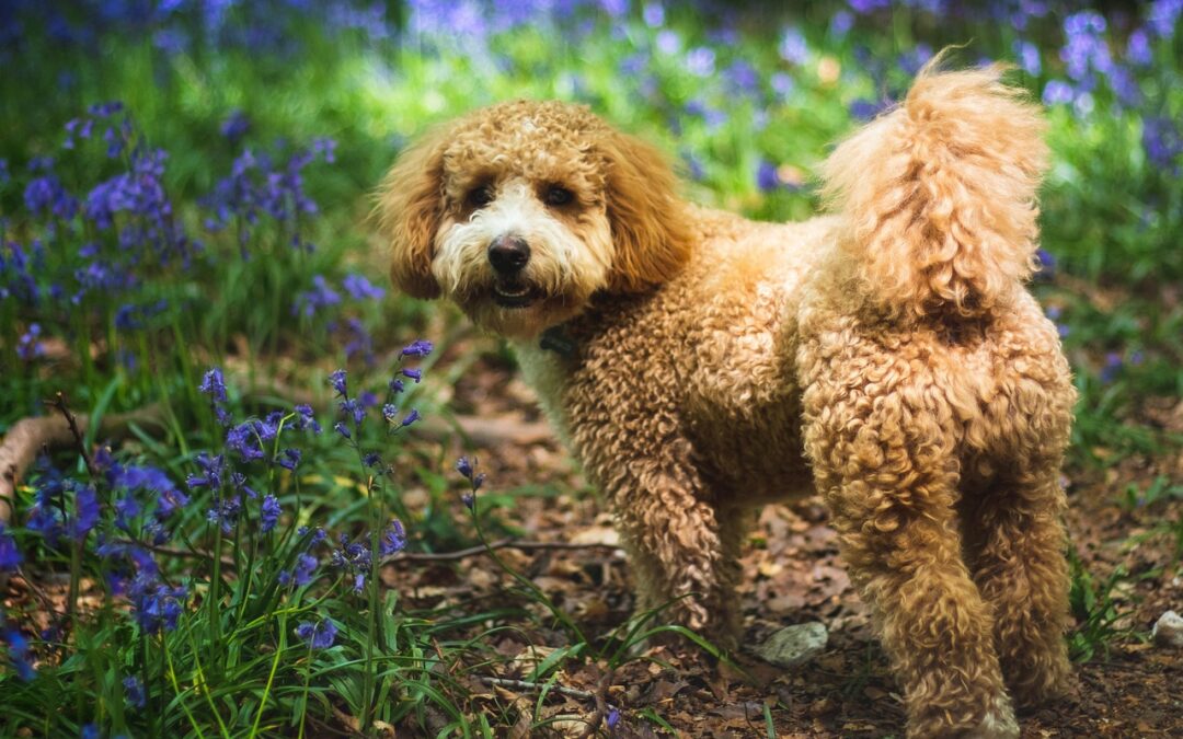 What is a Cavapoo