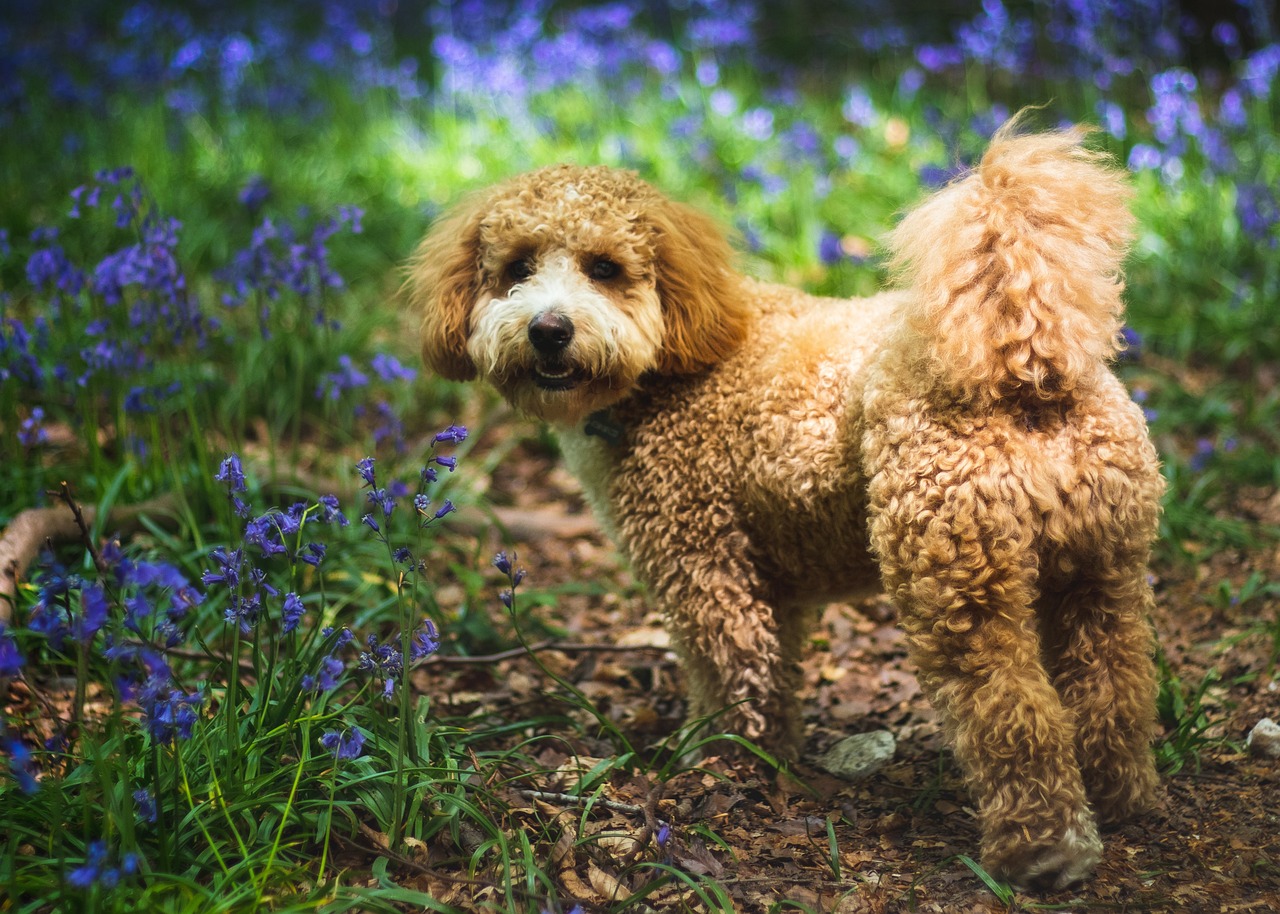 dog, cavapoochon, bluebells