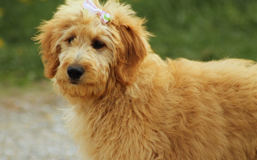 What’s a Healthy Weight for a Goldendoodle?