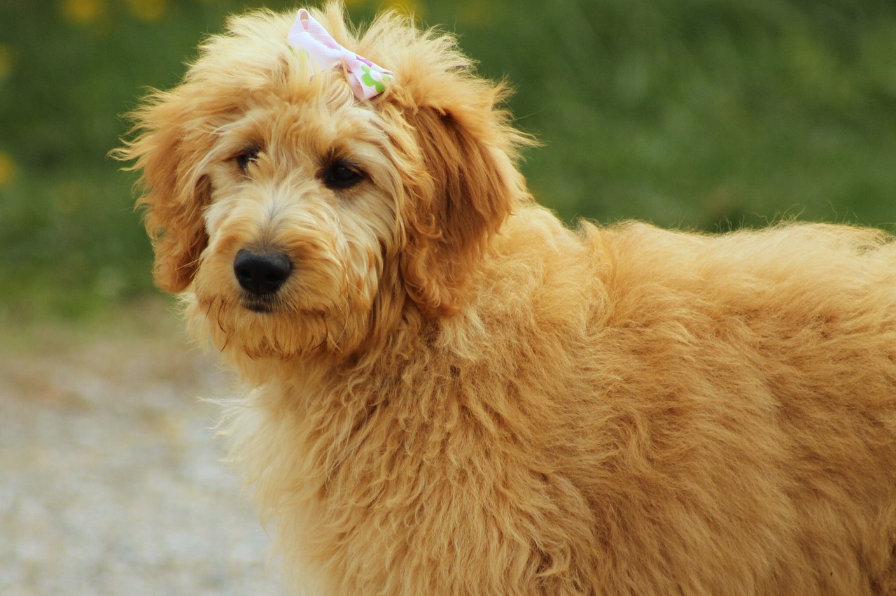 goldendoodle, dog, canine