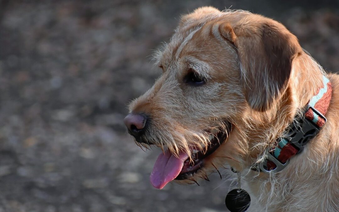 How Long Do Labradoodles Live