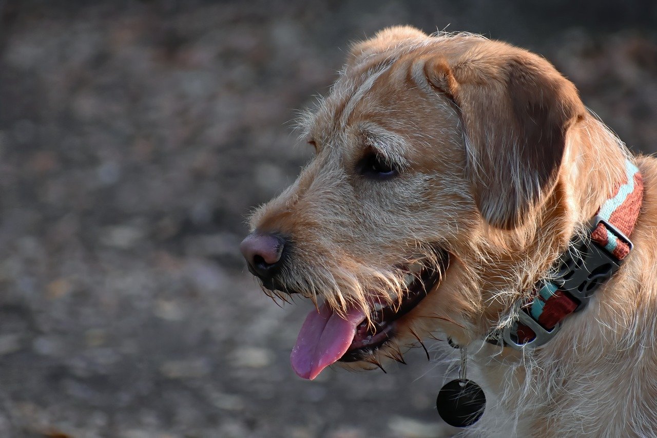 How Long Do Labradoodles Live