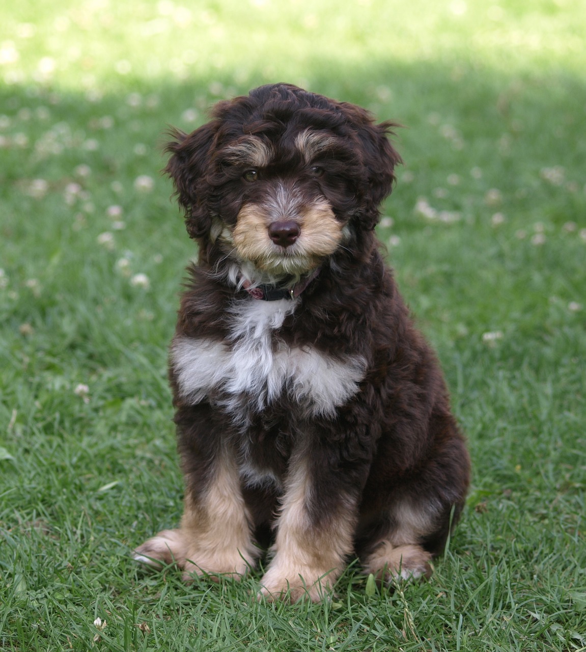 How Big Do Aussiedoodles Get?