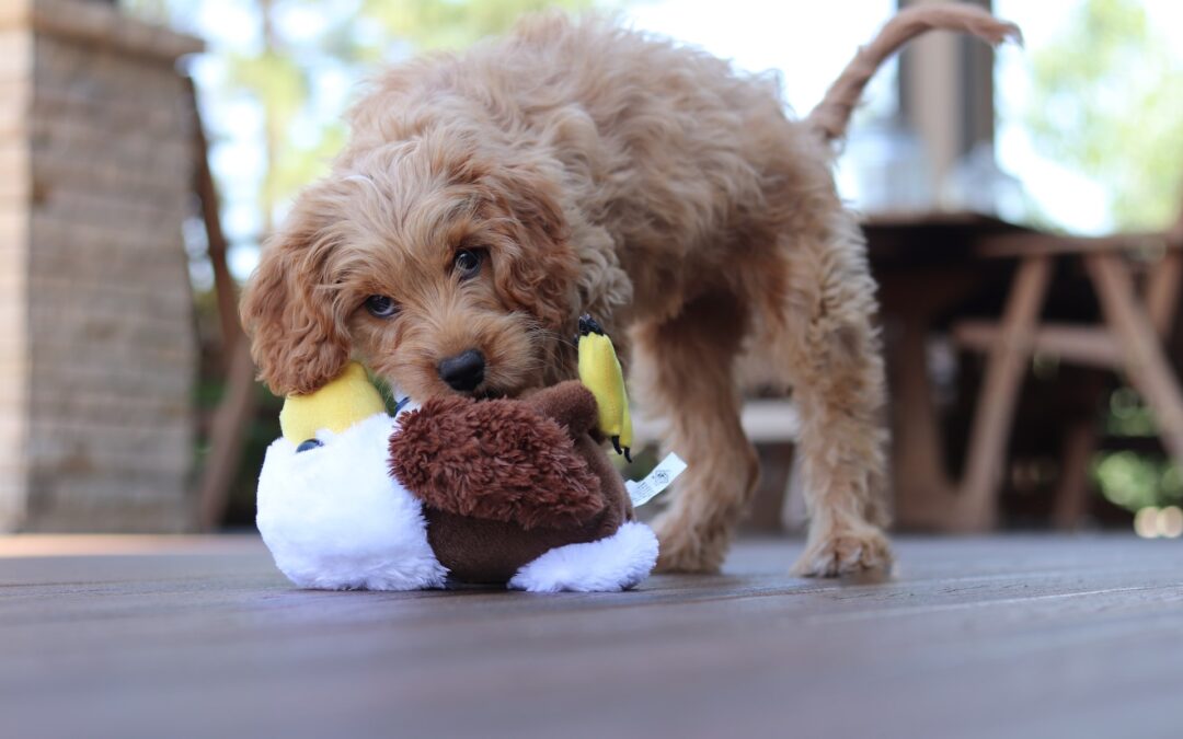 How Long Do Cavapoo Live