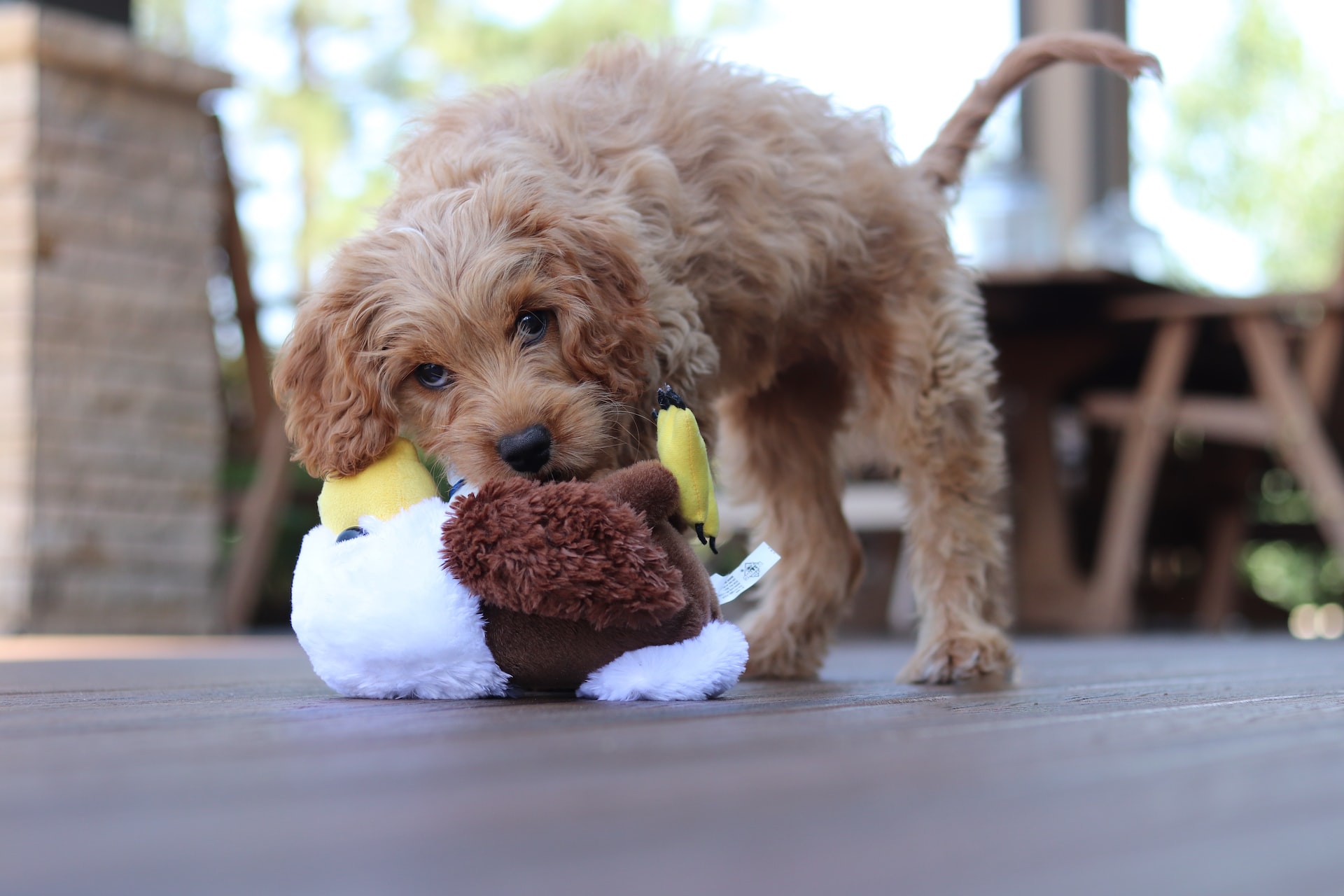 How Long Do Cavapoo Live