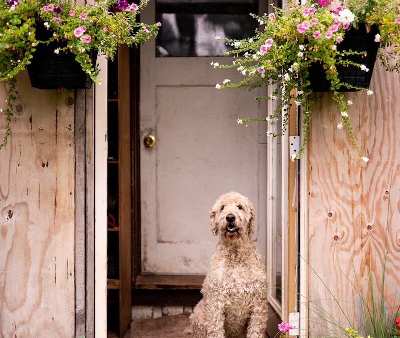 How Often Should You Bathe a Golden Doodle