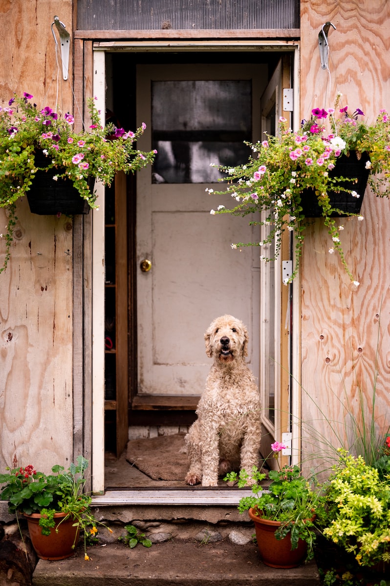 How Often Should You Bathe a Golden Doodle