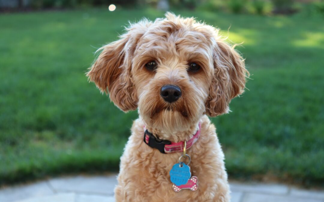 Cavapoos Look Adorable with These Cute Haircuts – Check Out The Ones You’ll Love!