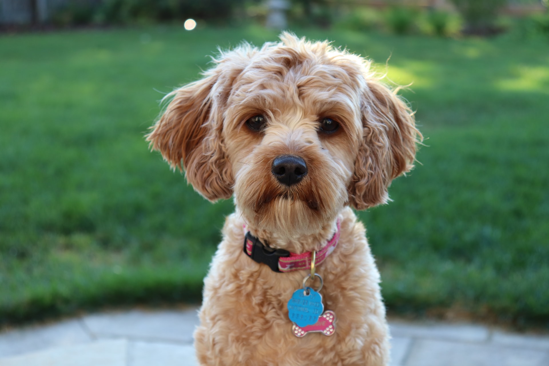 how to cut a cavapoo hair